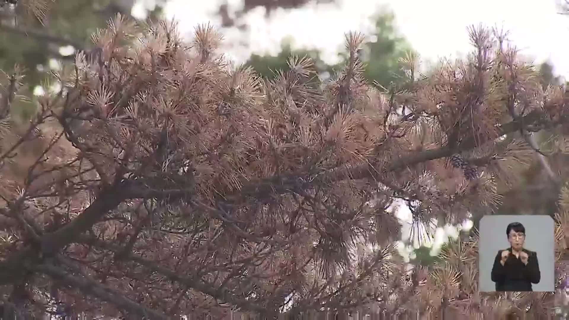 경북 동해안 재선충병 확산…“생태계 위협”