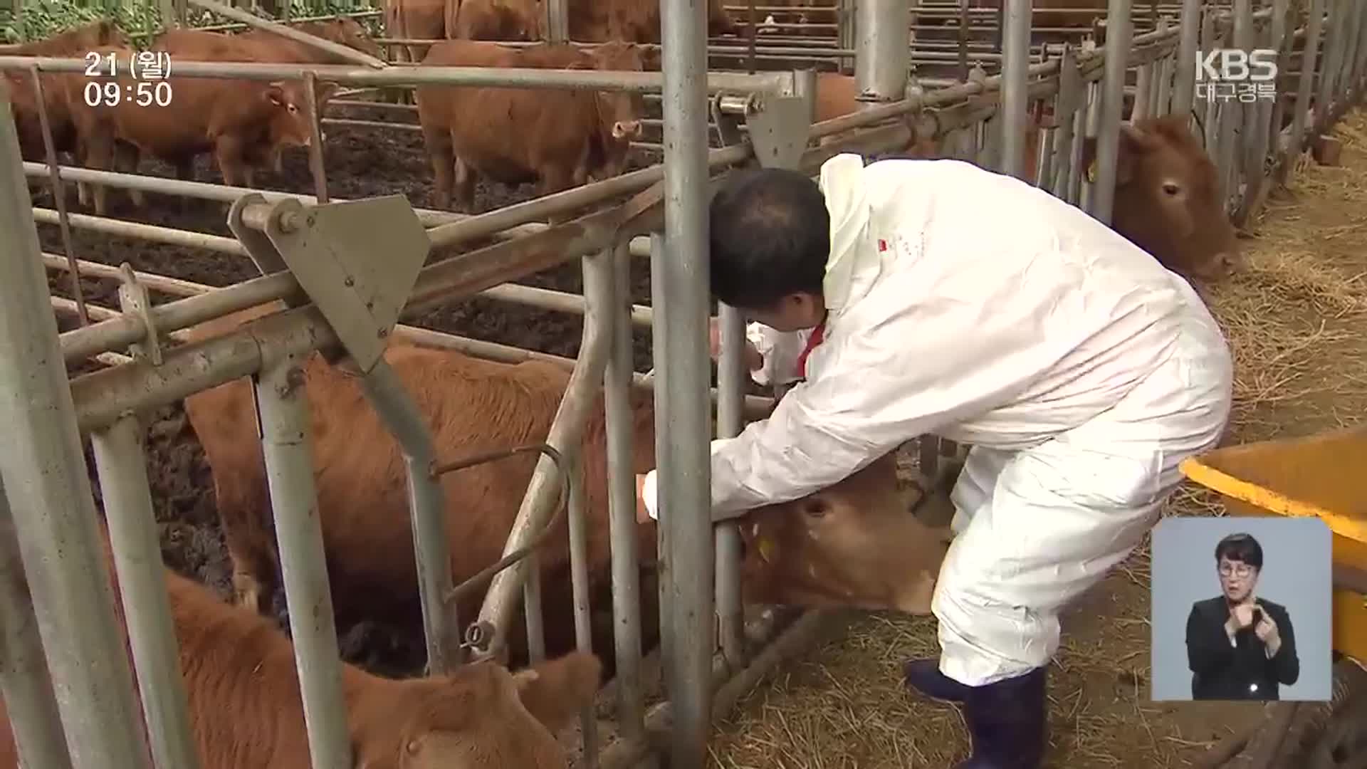 올해 경북 첫 럼피스킨 발생…한우 농가 비상