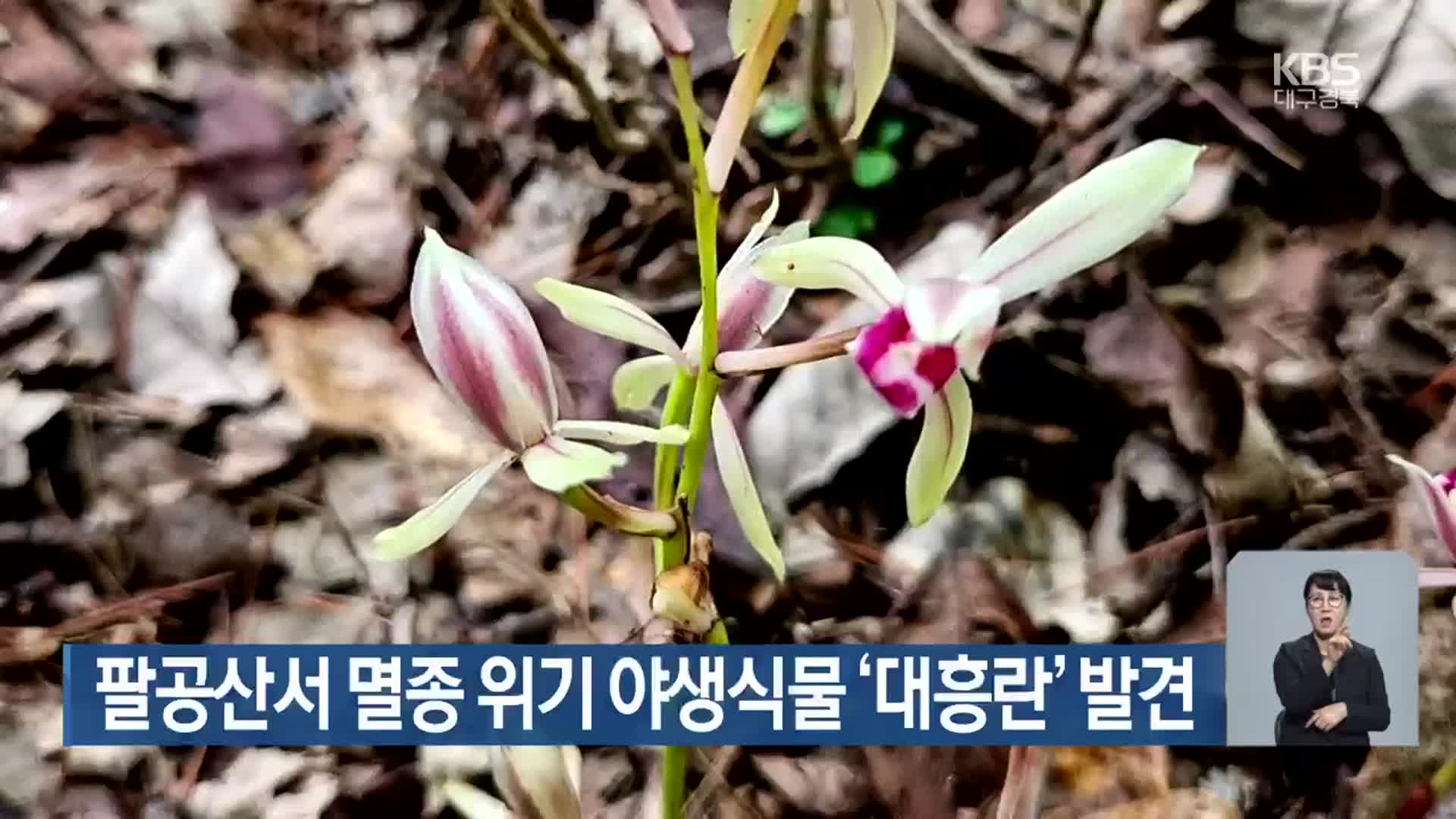 팔공산서 멸종 위기 야생식물 ‘대흥란’ 발견