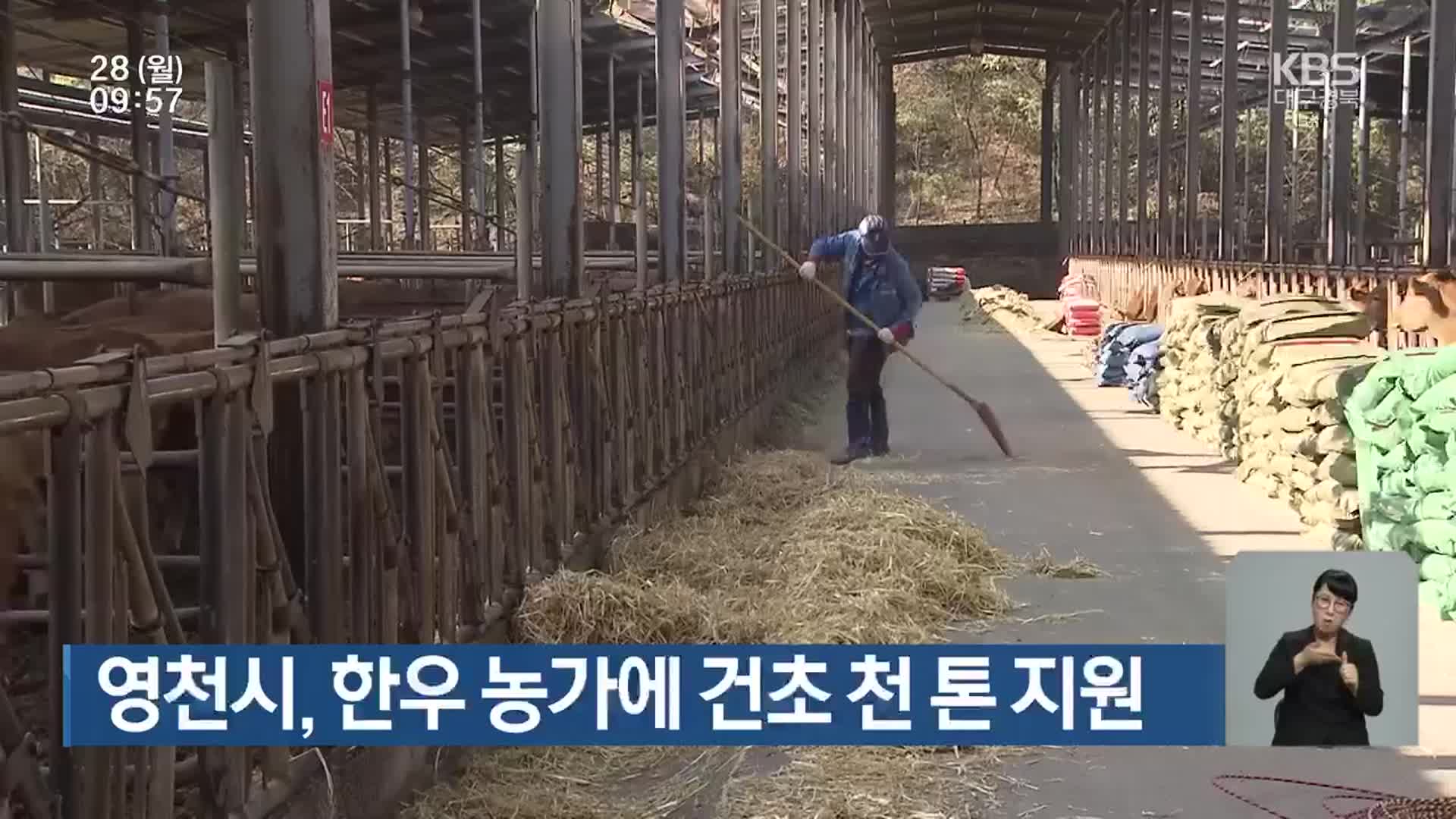 영천시, 한우 농가에 건초 천 톤 지원