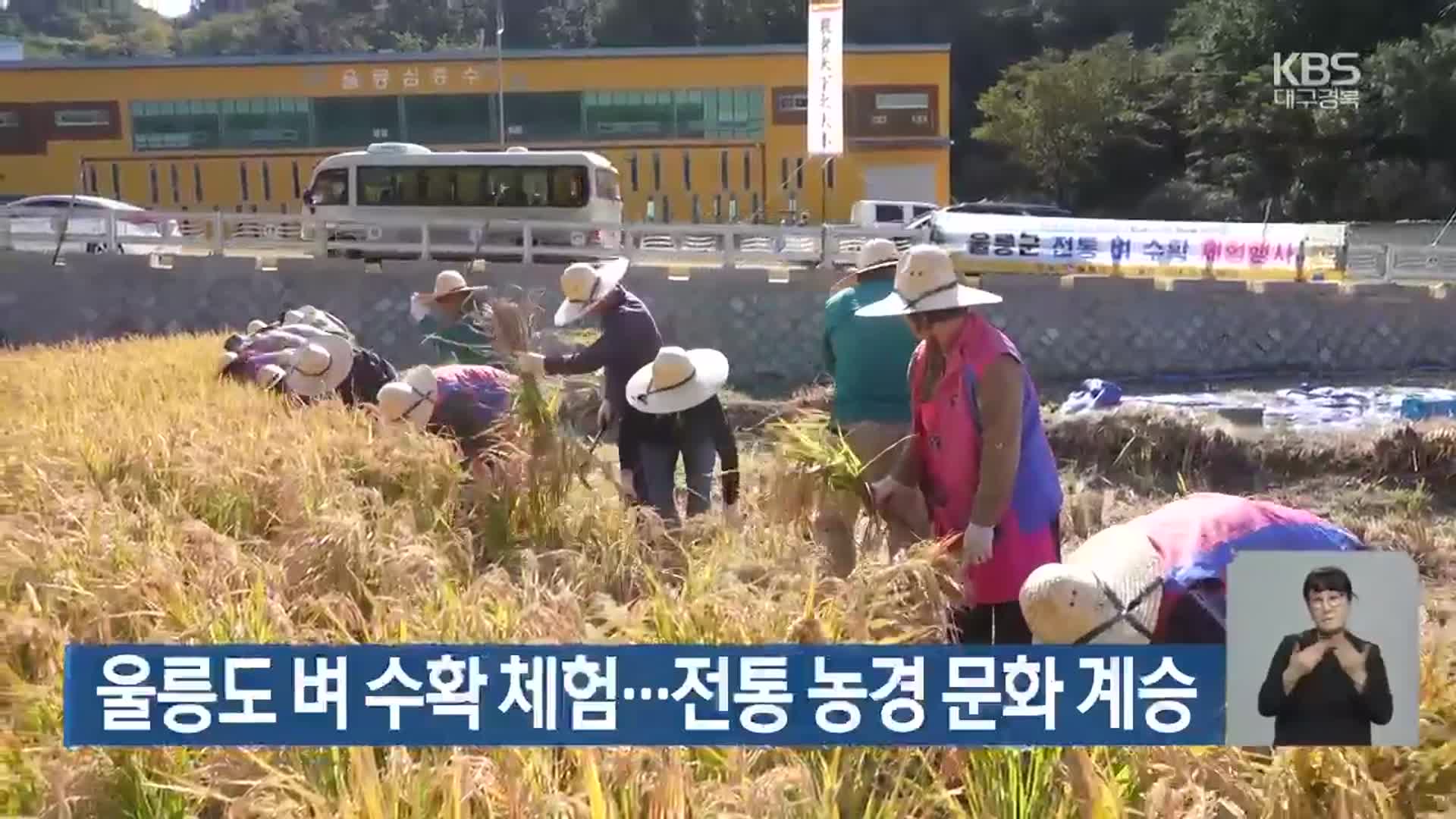 울릉도 벼 수확 체험…전통 농경 문화 계승