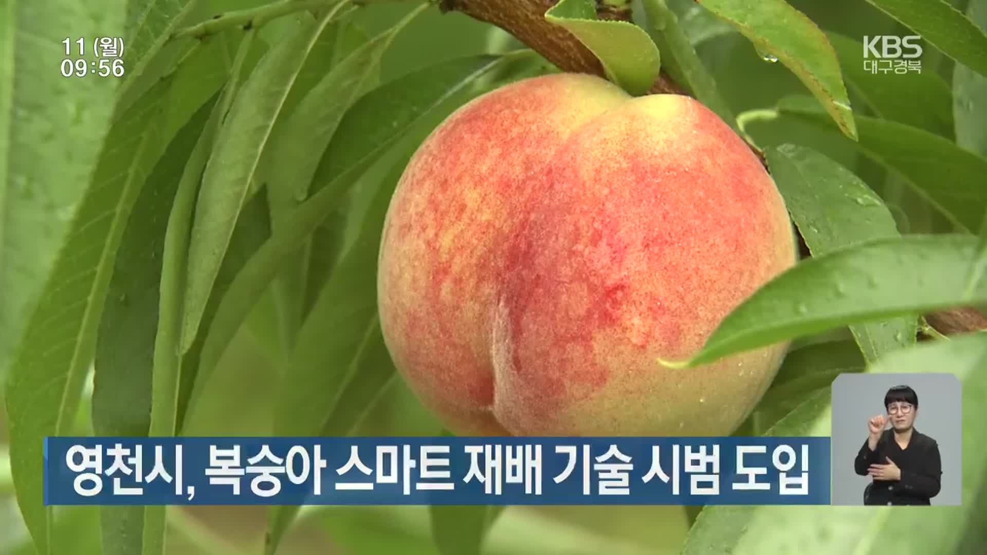 영천시, 복숭아 스마트 재배 기술 시범 도입