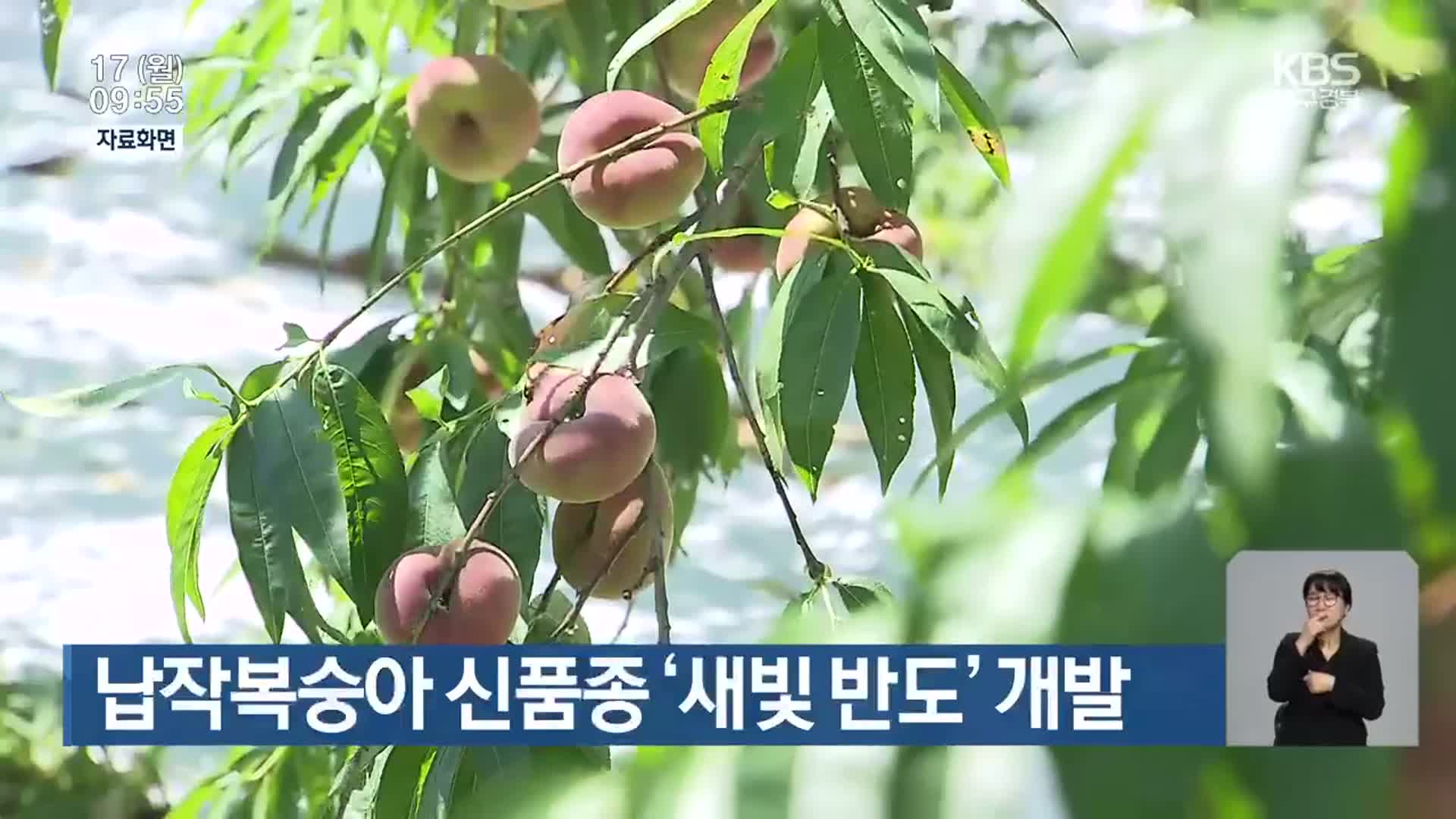 납작복숭아 신품종 ‘새빛 반도’ 개발