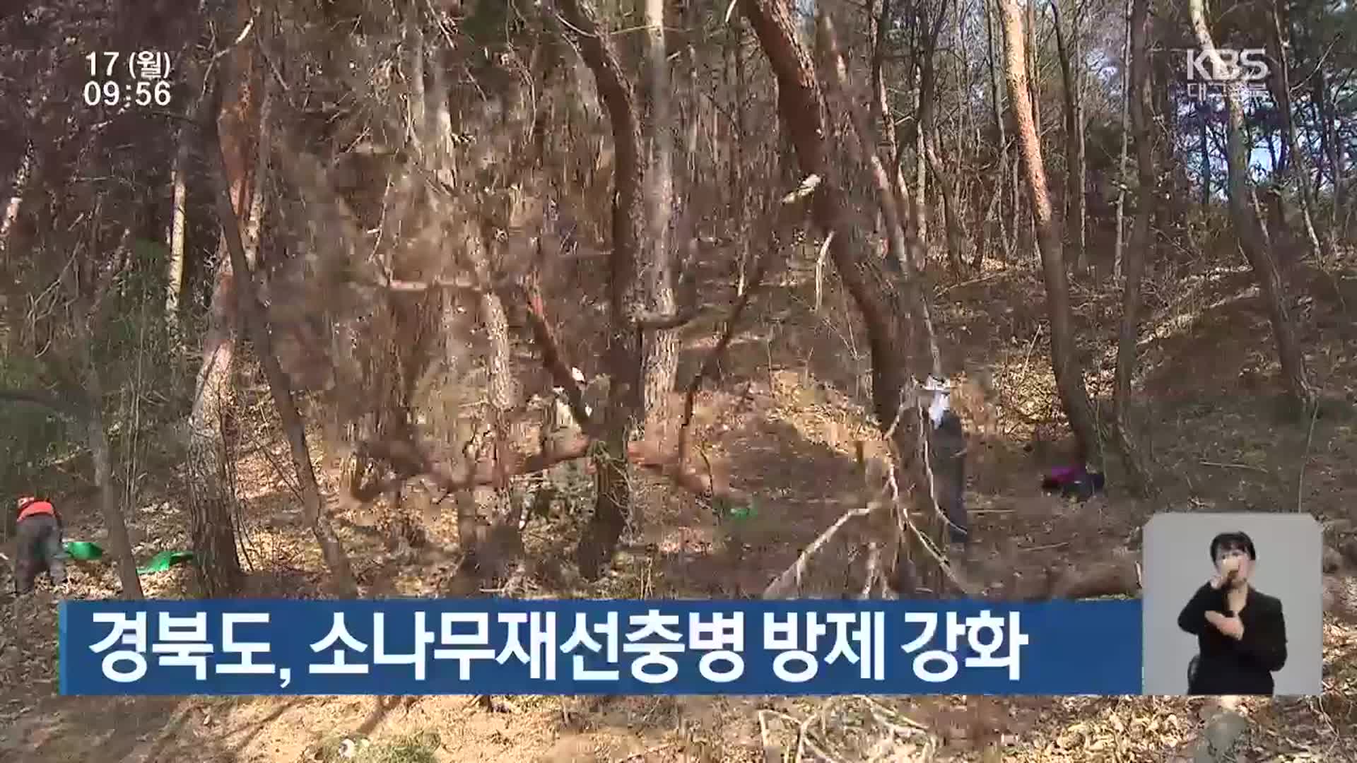 경북도, 소나무재선충병 방제 강화