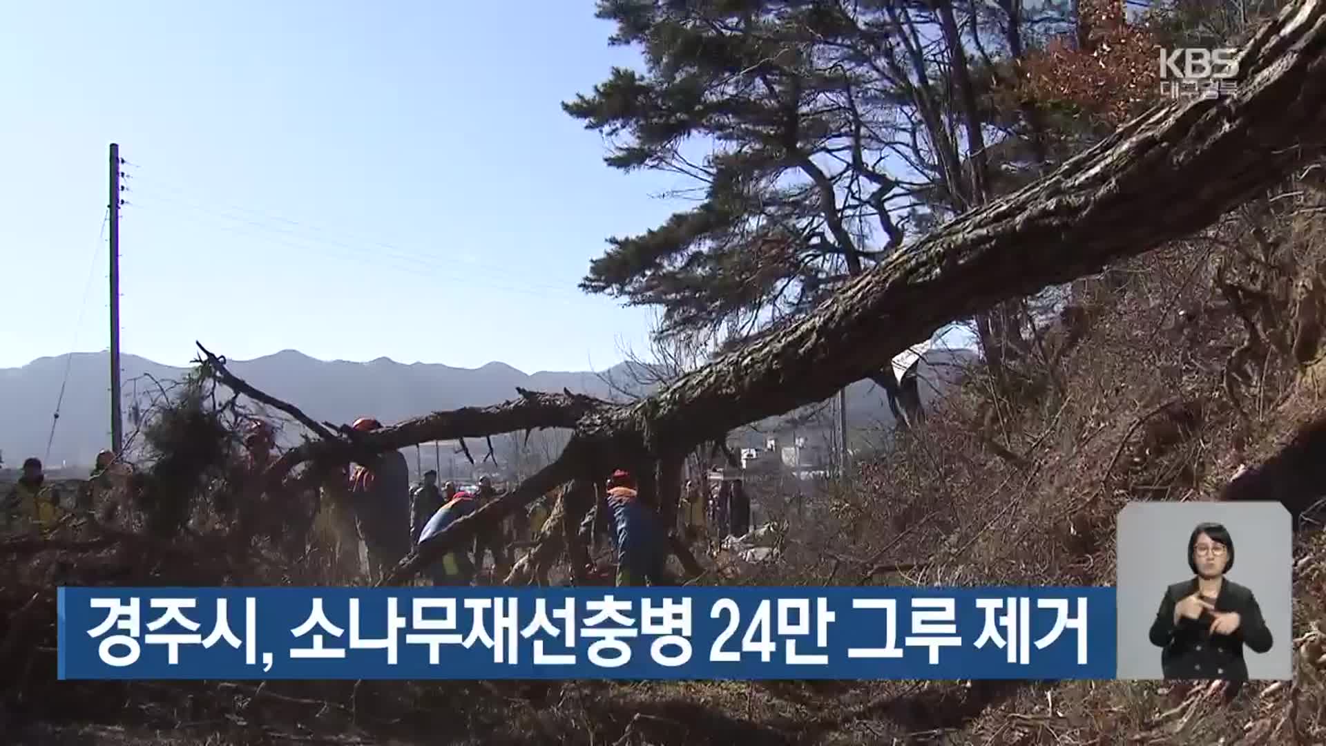 경주시, 소나무재선충병 24만 그루 제거