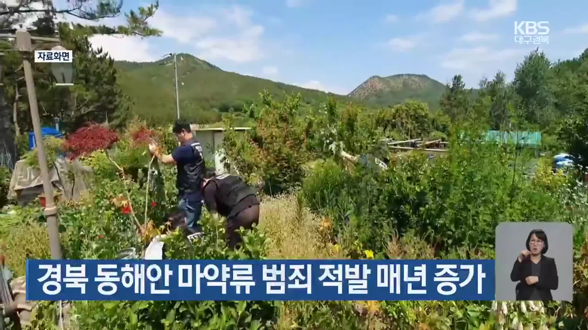 경북 동해안 마약류 범죄 적발 매년 증가