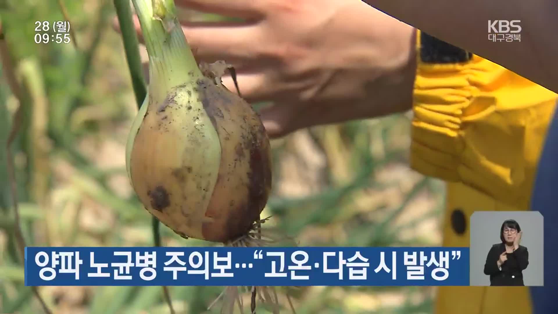 양파 노균병 주의보…“고온·다습 시 발생”