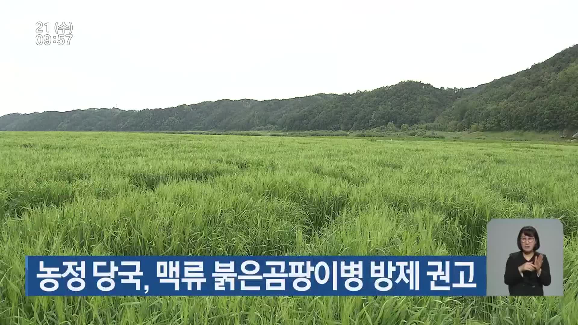 농정 당국, 맥류 붉은곰팡이병 방제 권고