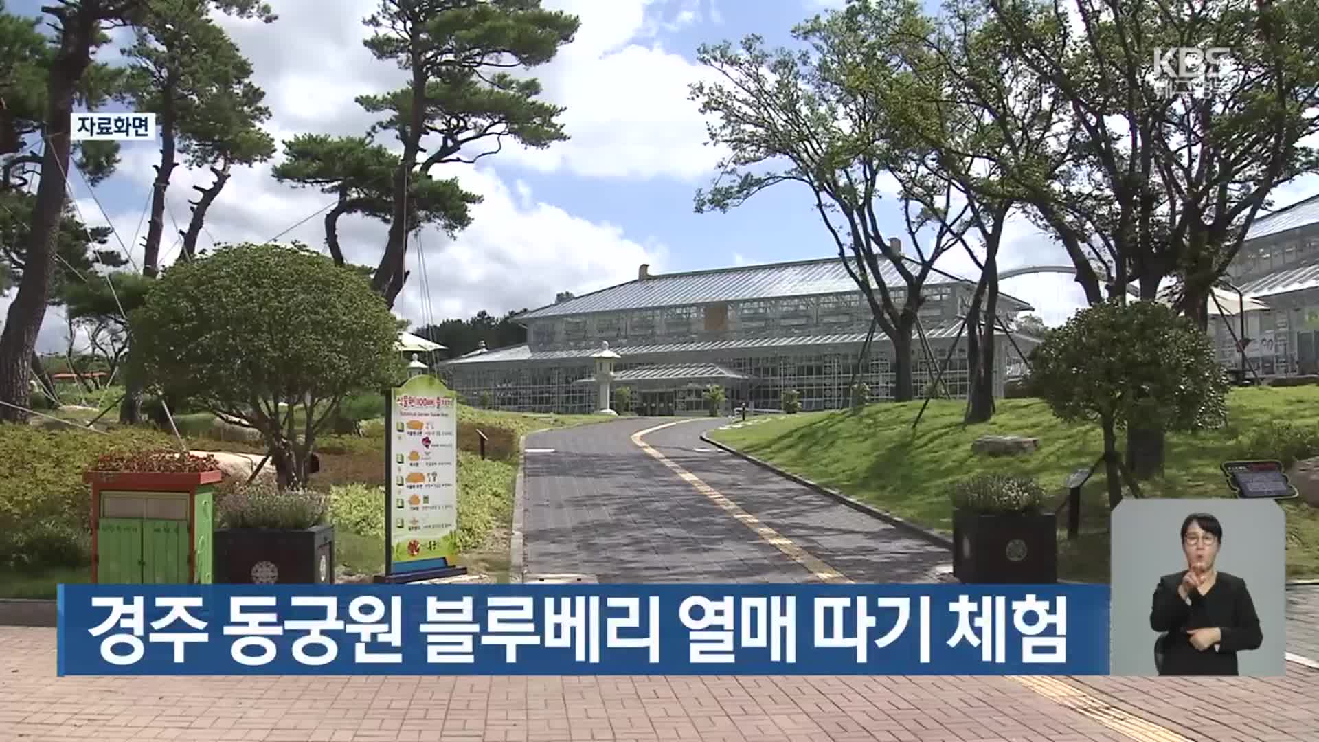 경주시, 동궁원 블루베리 열매 따기 체험
