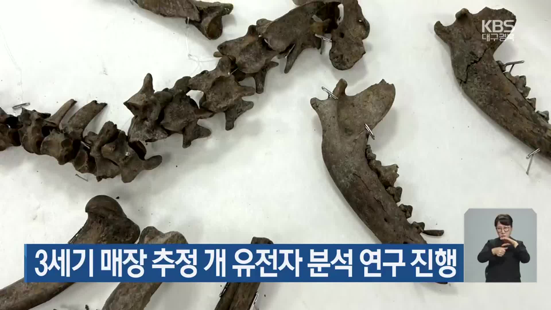 3세기 매장 추정 개 유전자 분석 연구 진행