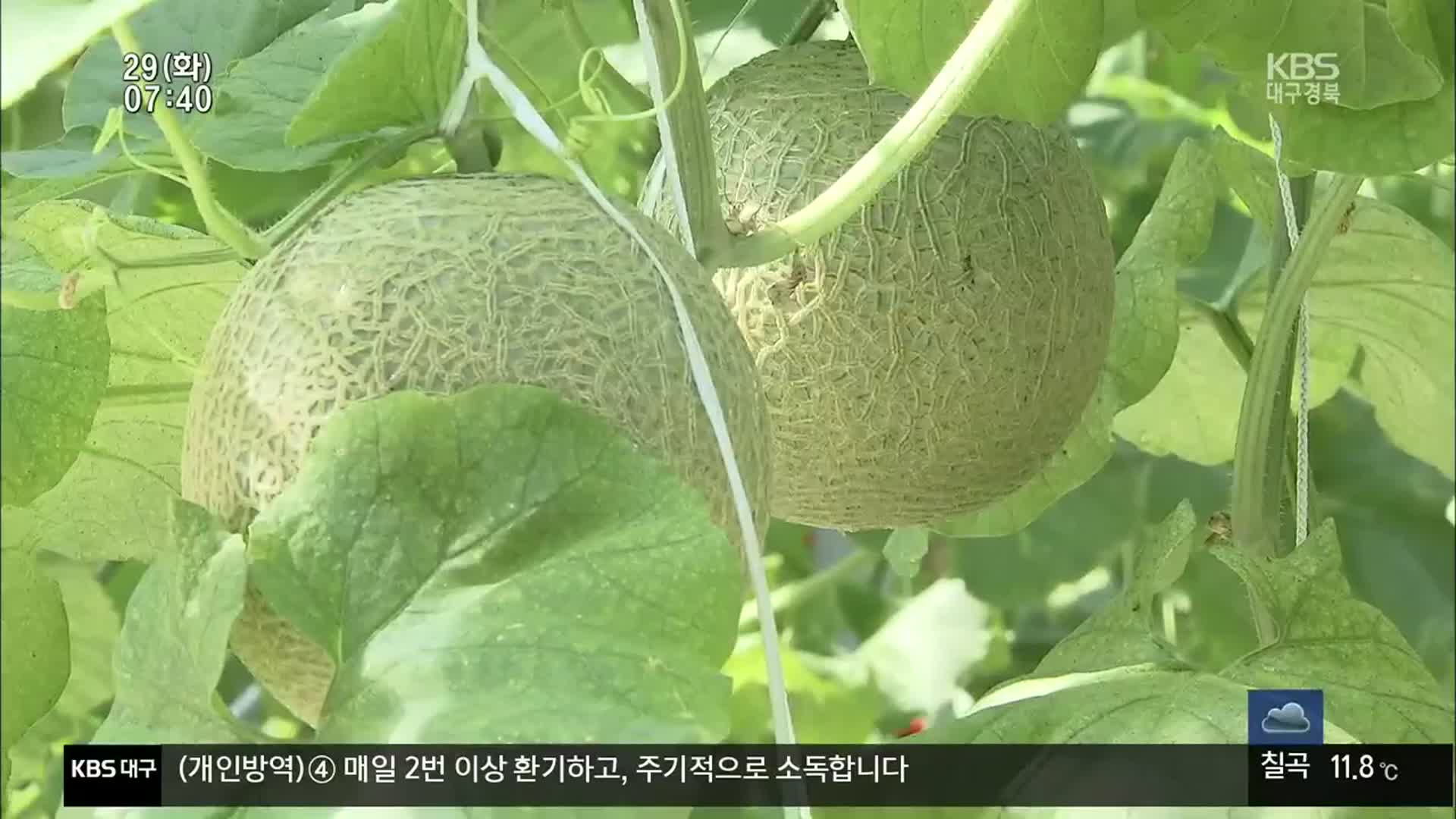 스마트팜 임대농장 경북 첫 결실…“최고 품질, 최고 가격”