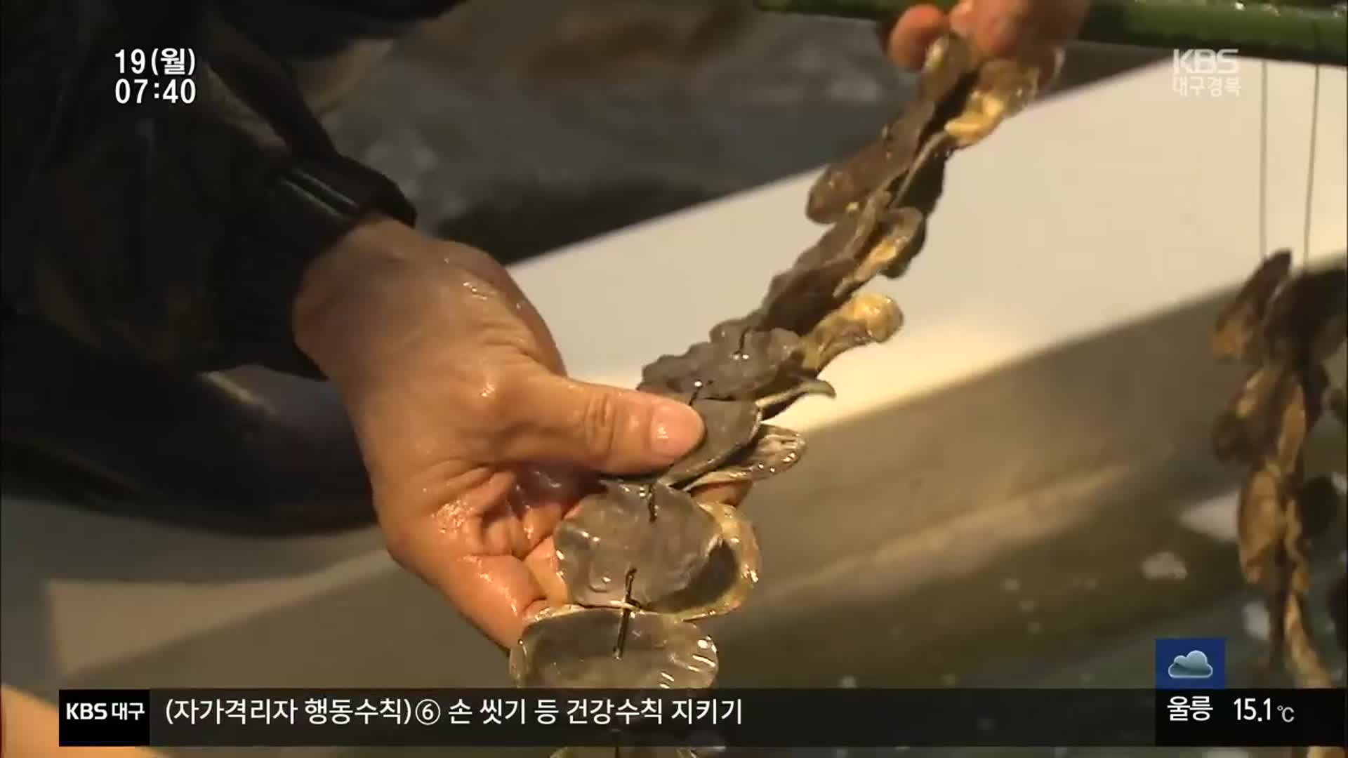 고수온 내성 김 개발…낙동강서 시험 양식