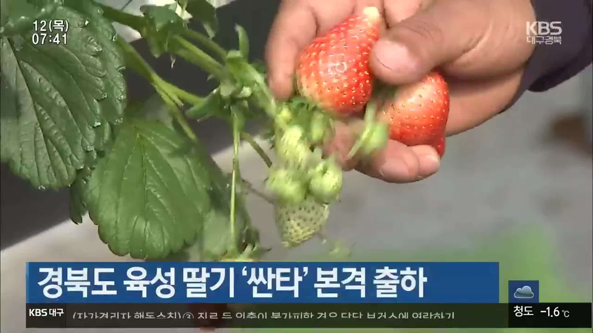 경북도 육성 딸기 ‘싼타’ 본격 출하