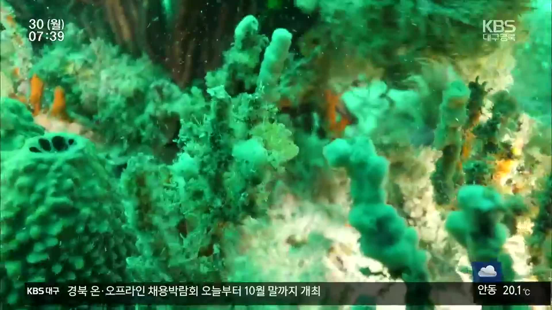 폐어구에 신음하는 제주 바다