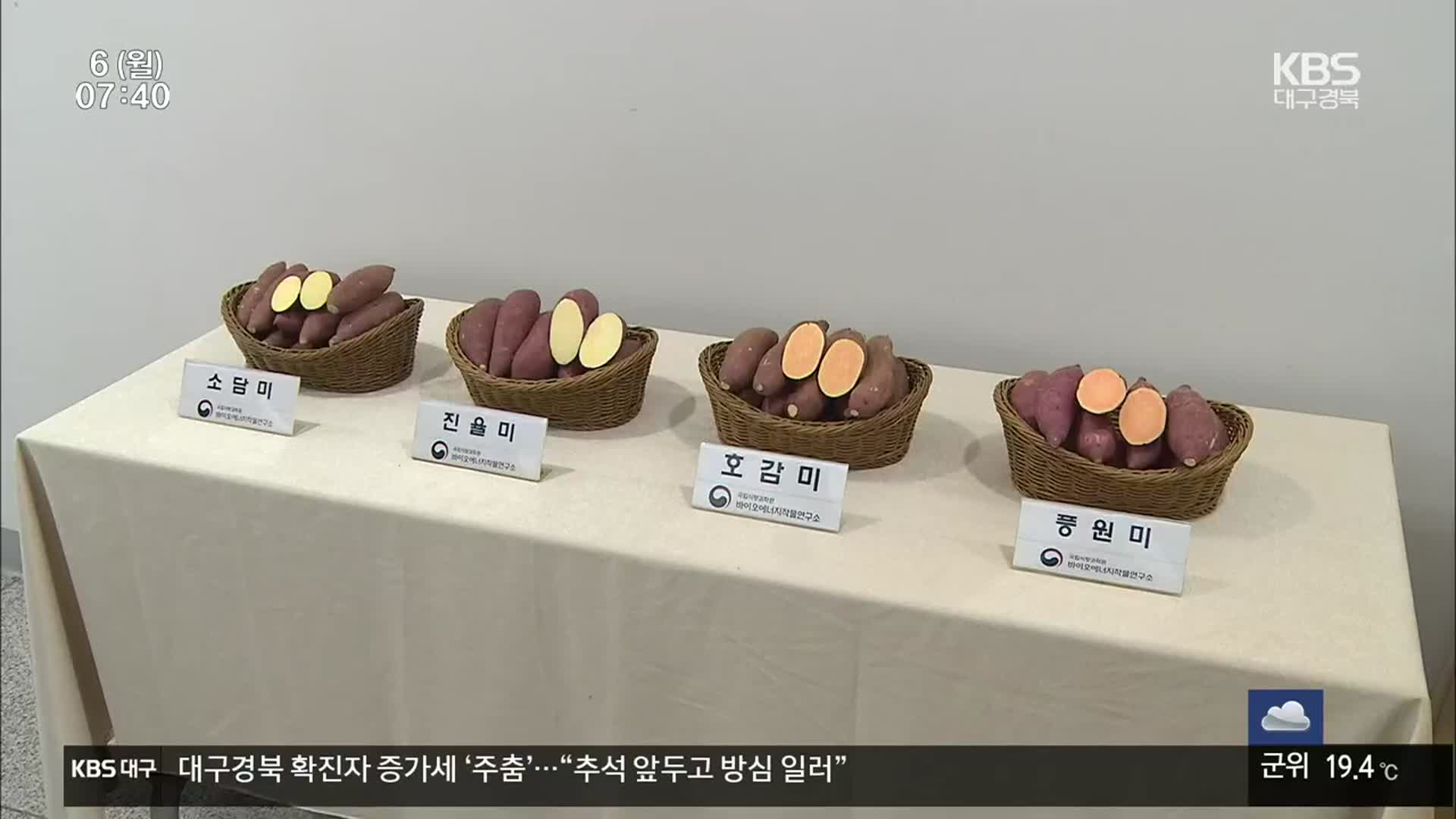 외래품종 밀어내는 국산 고구마…‘점유율 높인다’