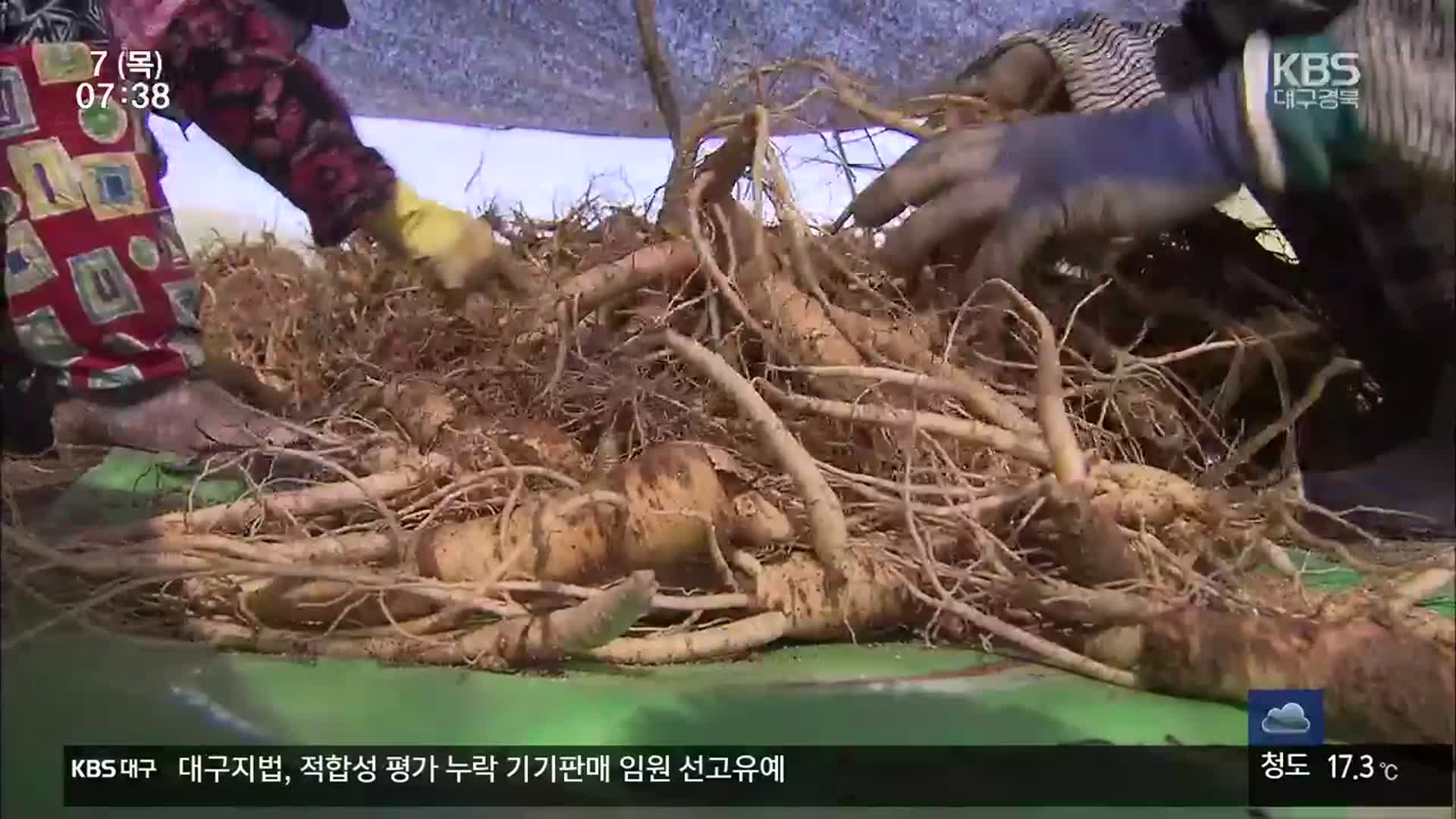 소비 부진에 인삼가격 폭락…농가 시름