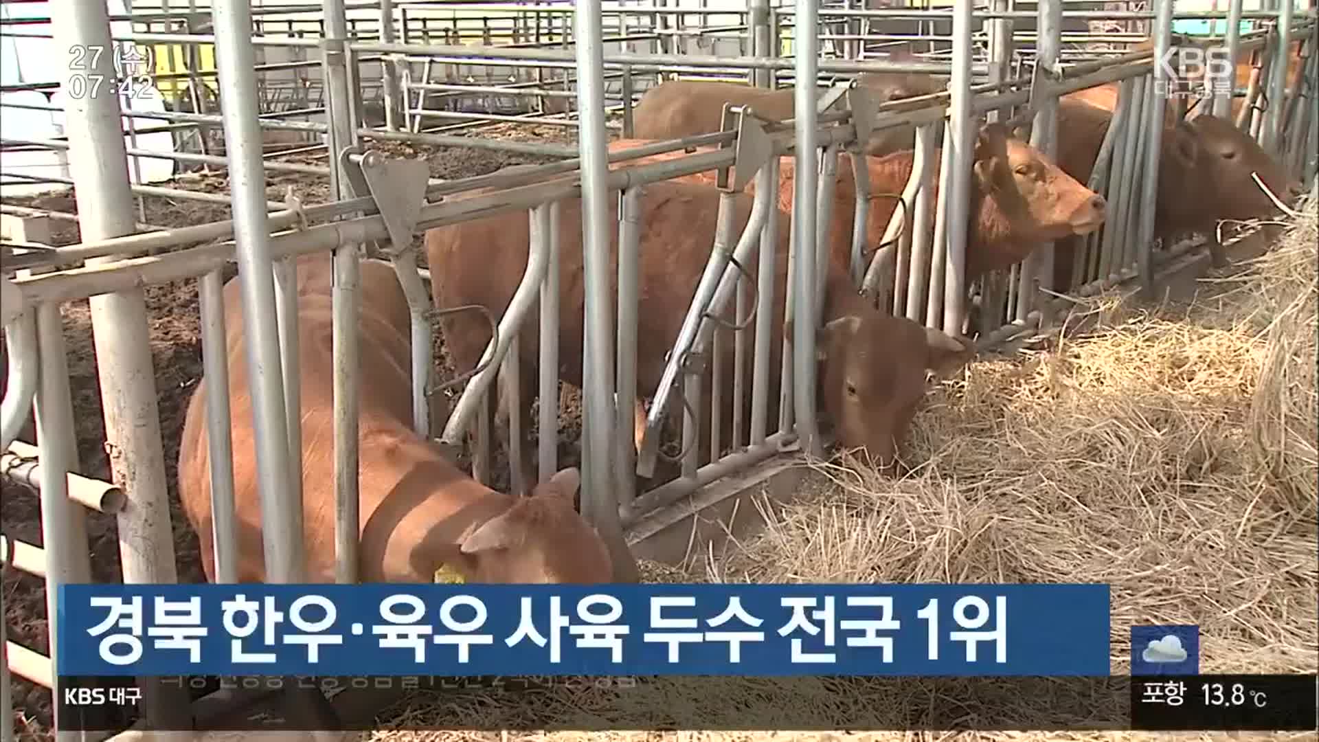 경북 한우·육우 사육 두수 전국 1위