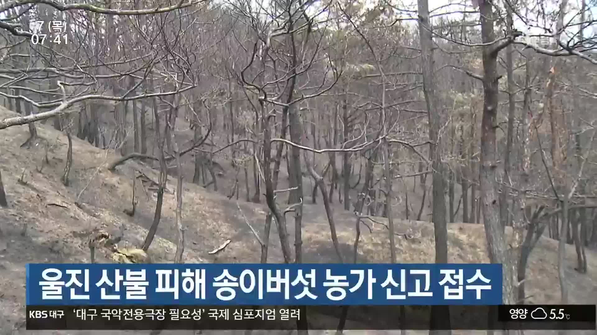 울진 산불 피해 송이버섯 농가 신고 접수