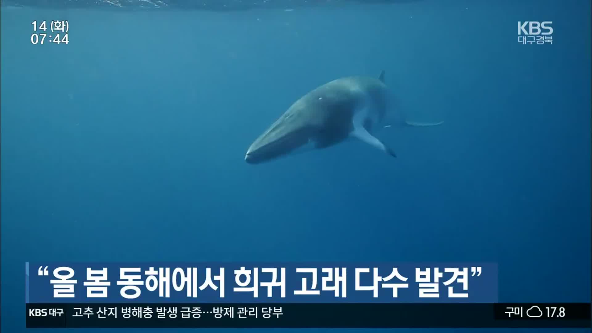 “올 봄 동해에서 희귀 고래 다수 발견”