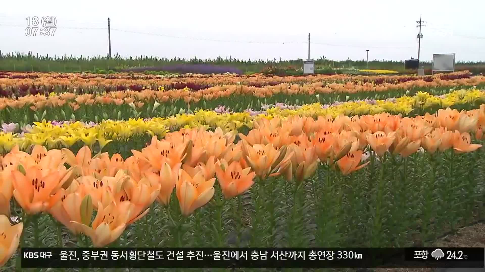 새만금 간척지…대규모 경관농업 실험