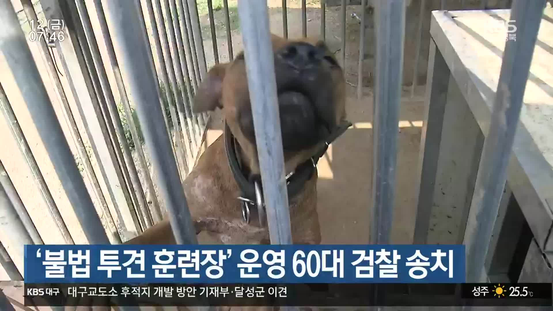 ‘불법 투견 훈련장’ 운영 60대 검찰 송치