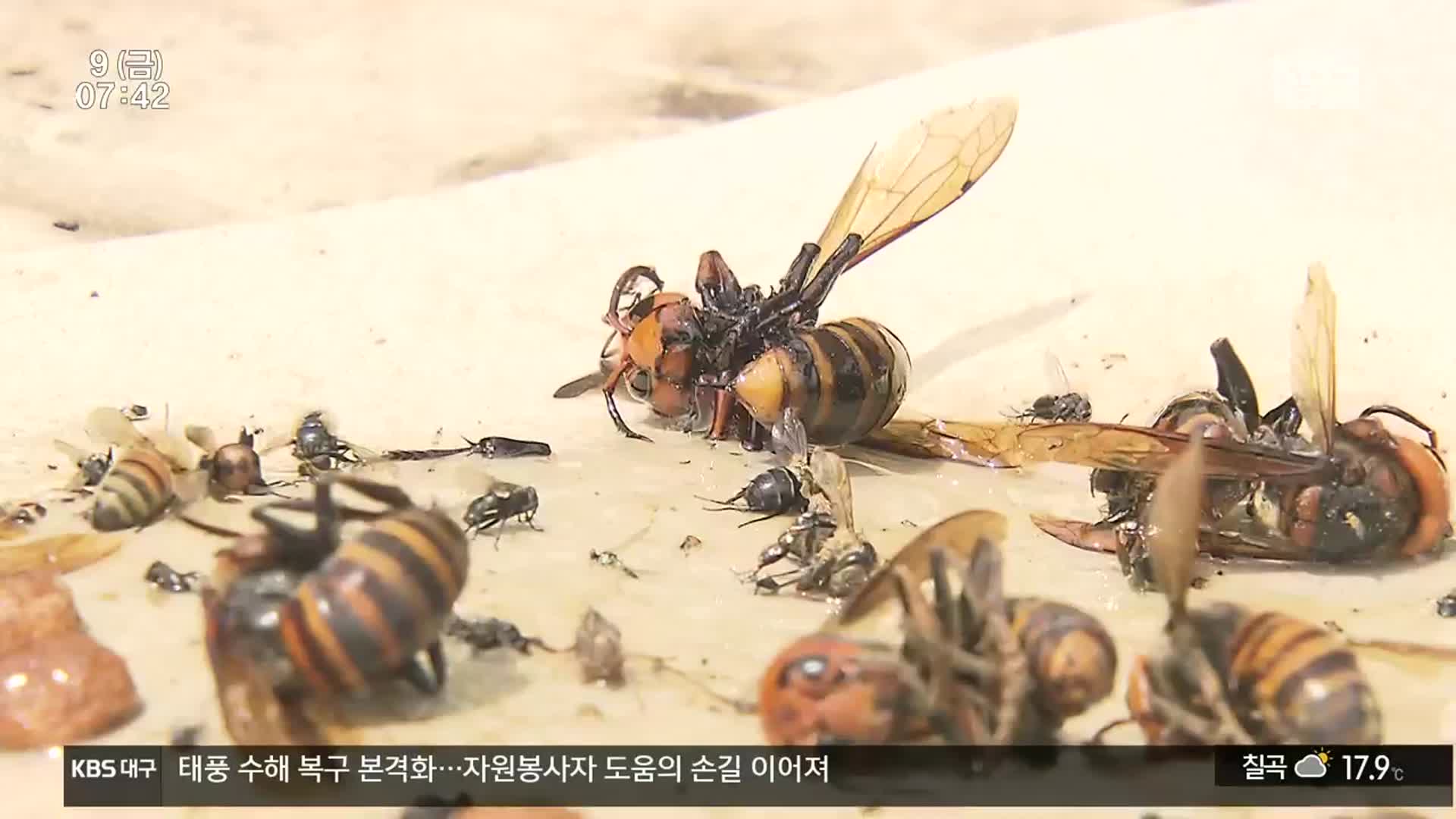 벌초·성묘 때 말벌 조심…개체 늘고 독성 더 강해