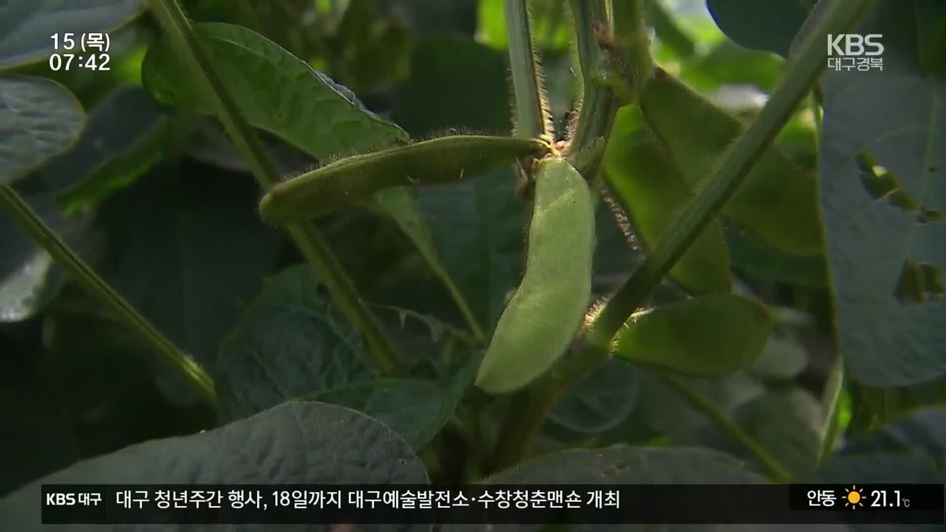 경북농업기술원, ‘서리태’ 신품종 개발
