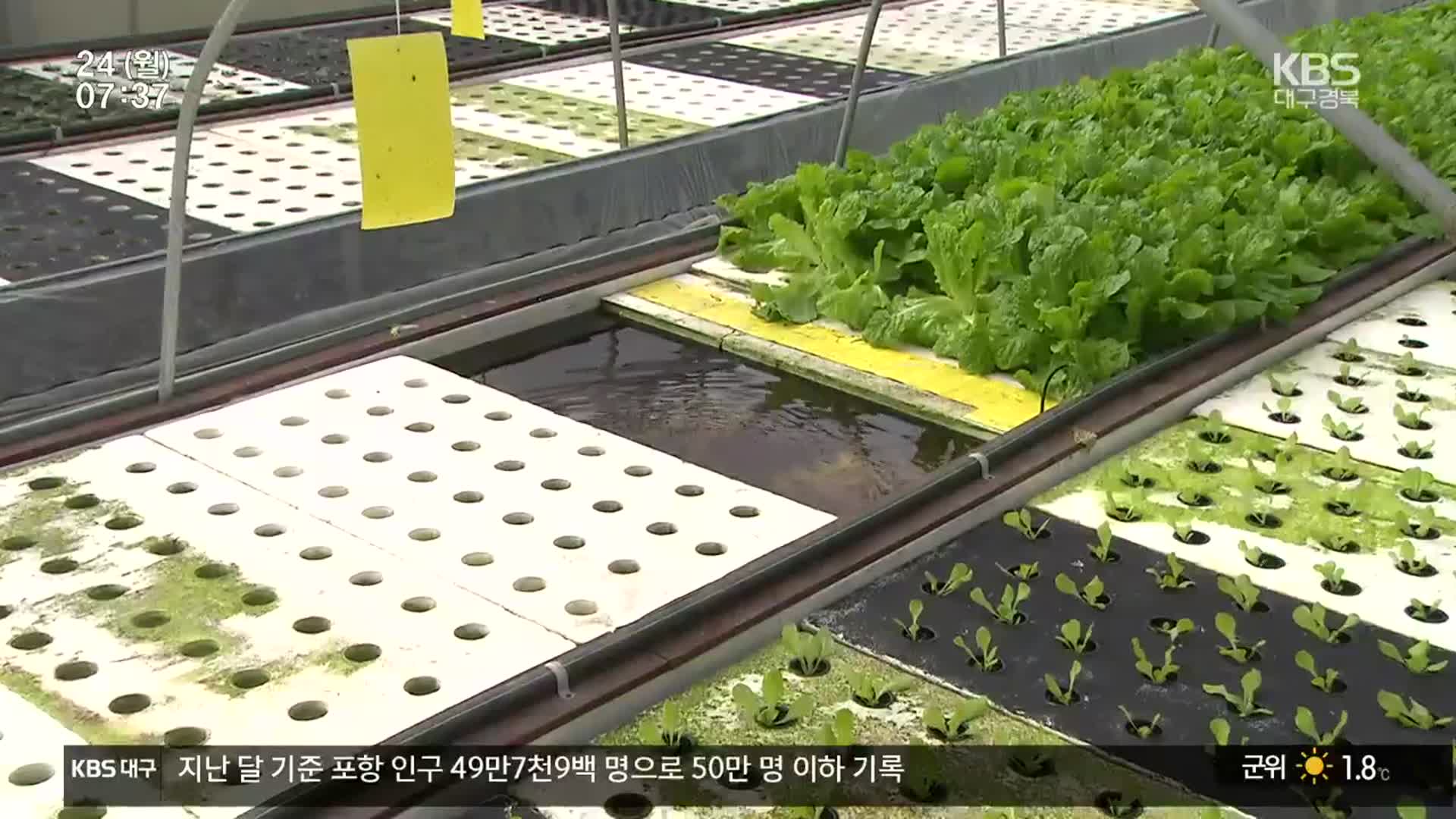 물고기로 채소 키워요…일석이조 ‘아쿠아포닉스’