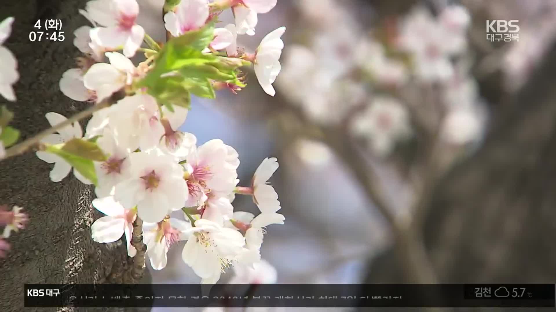 기후 변화에 이른 벚꽃…지자체 축제 당황