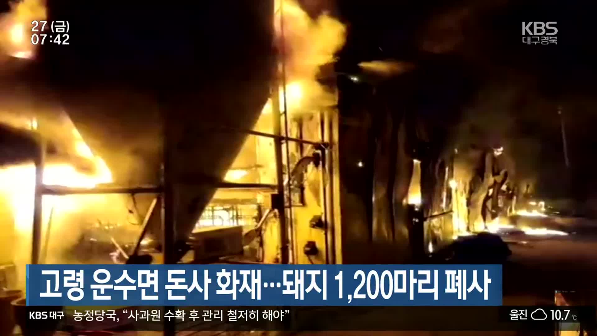 고령 운수면 돈사 화재…돼지 1,200마리 폐사
