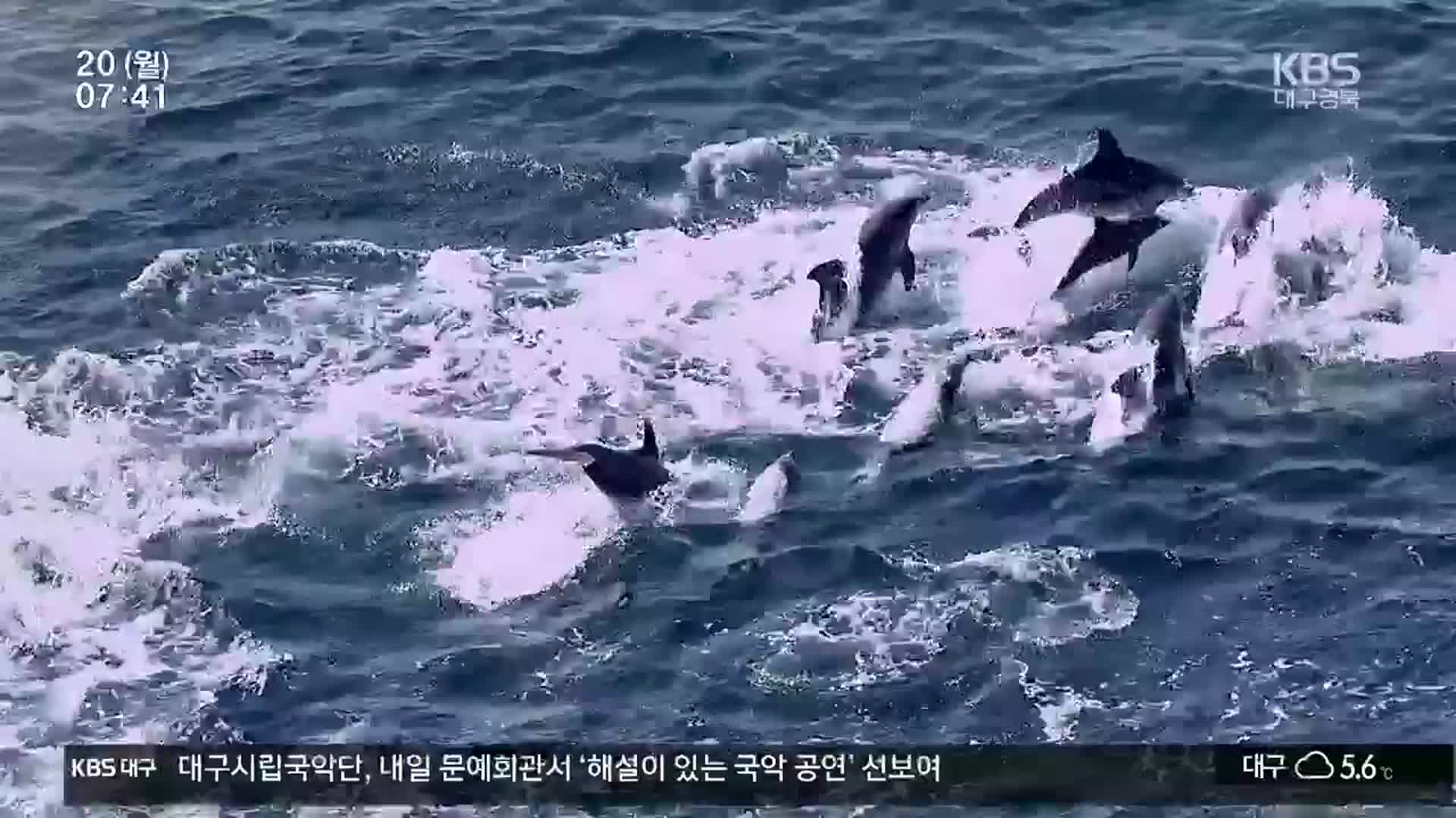 제주남방큰돌고래 법인격 주어지나…국내 첫 생태법인 제도화 추진