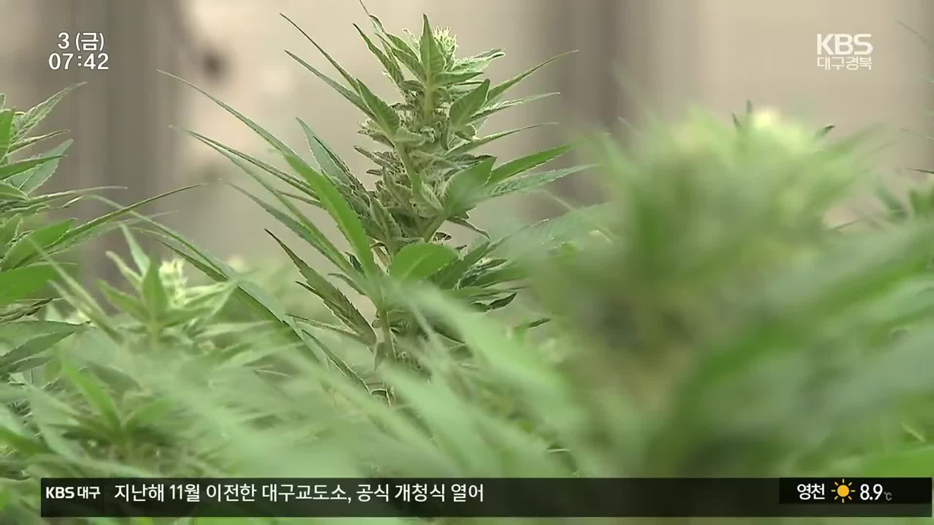 마약류 관리법 서둘러야…연구 성과 매몰 위기