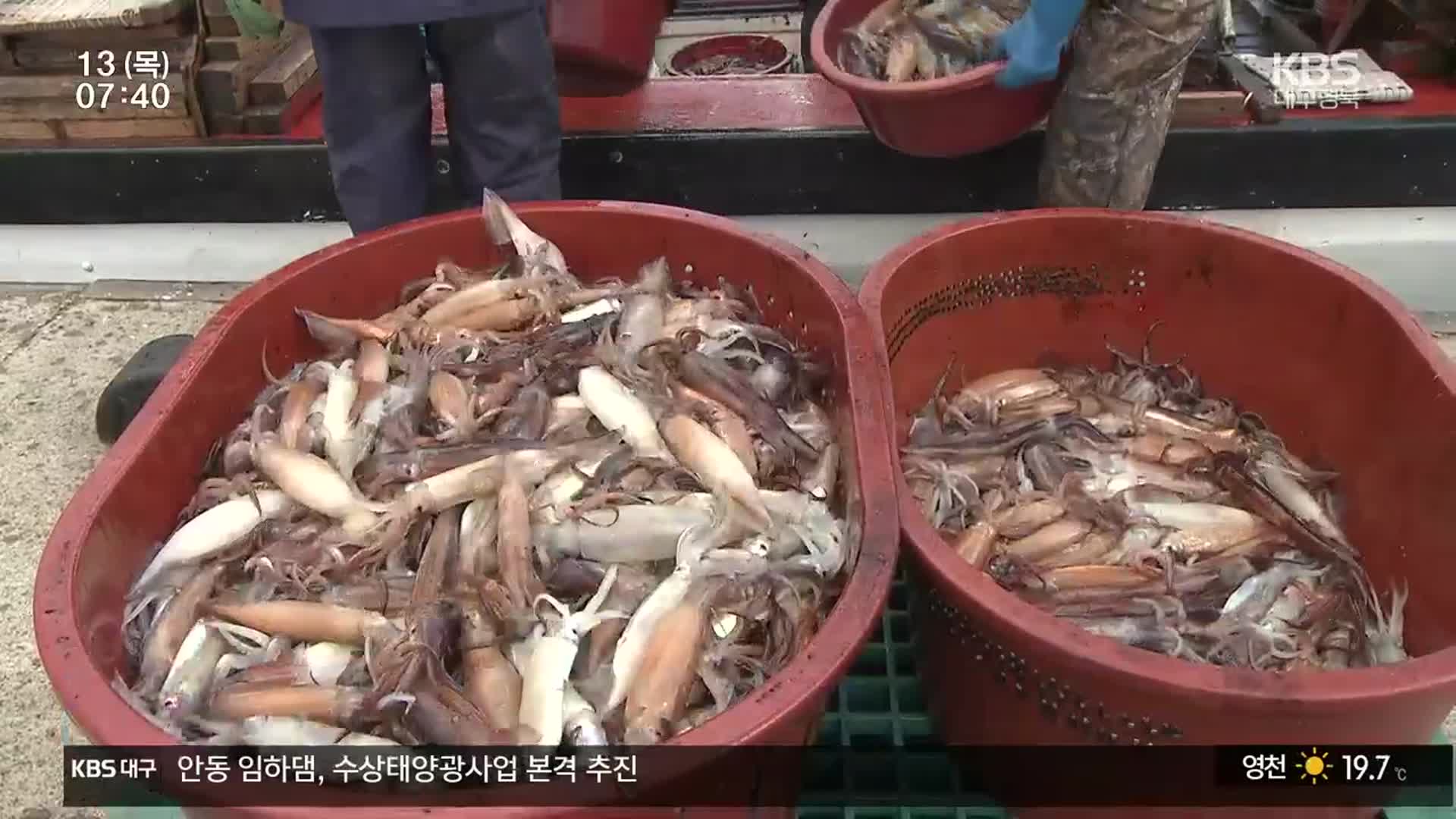 “반갑다 오징어야!”…기대 속 걱정 여전