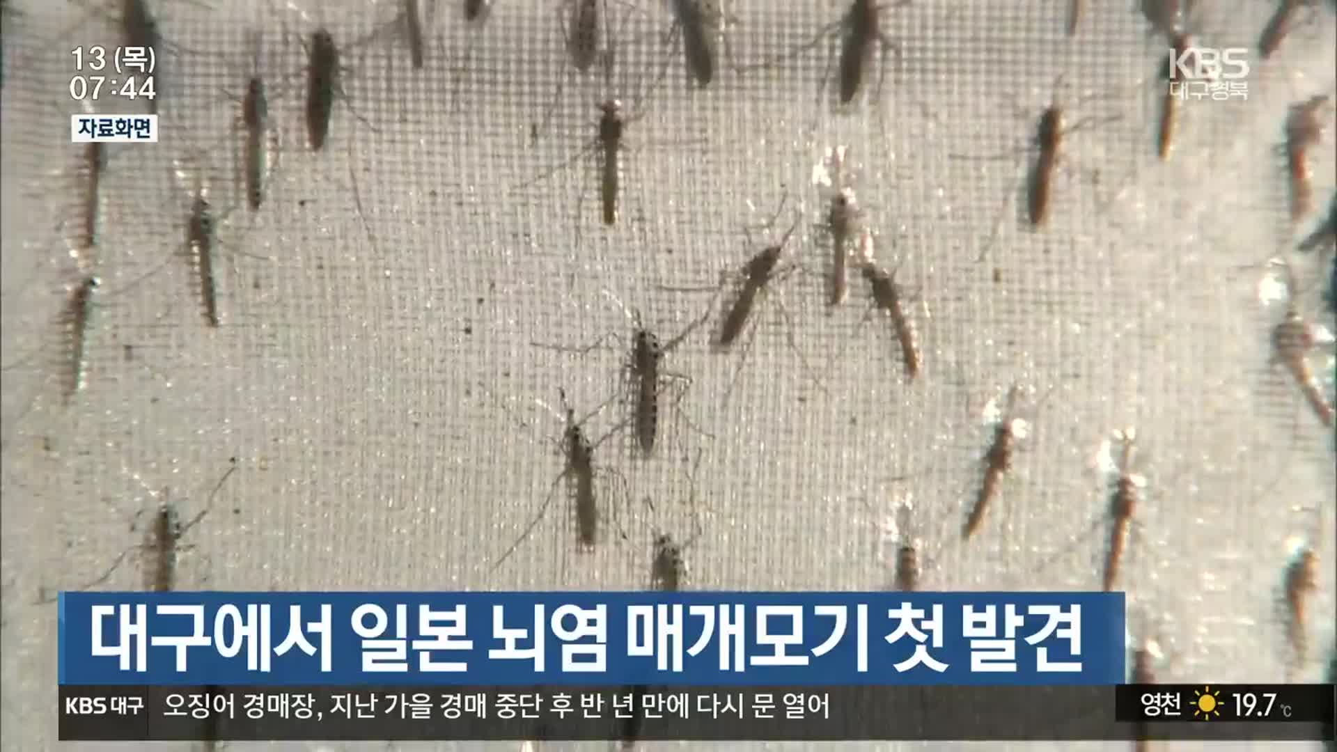 대구에서 일본 뇌염 매개모기 첫 발견