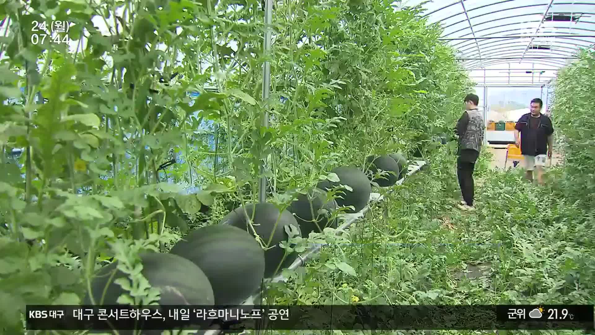 수박 재배 ‘포복에서 수직으로’…“농사짓기 편해요”