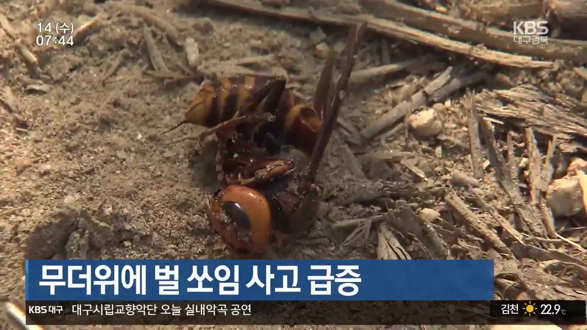 무더위에 벌 쏘임 사고 급증