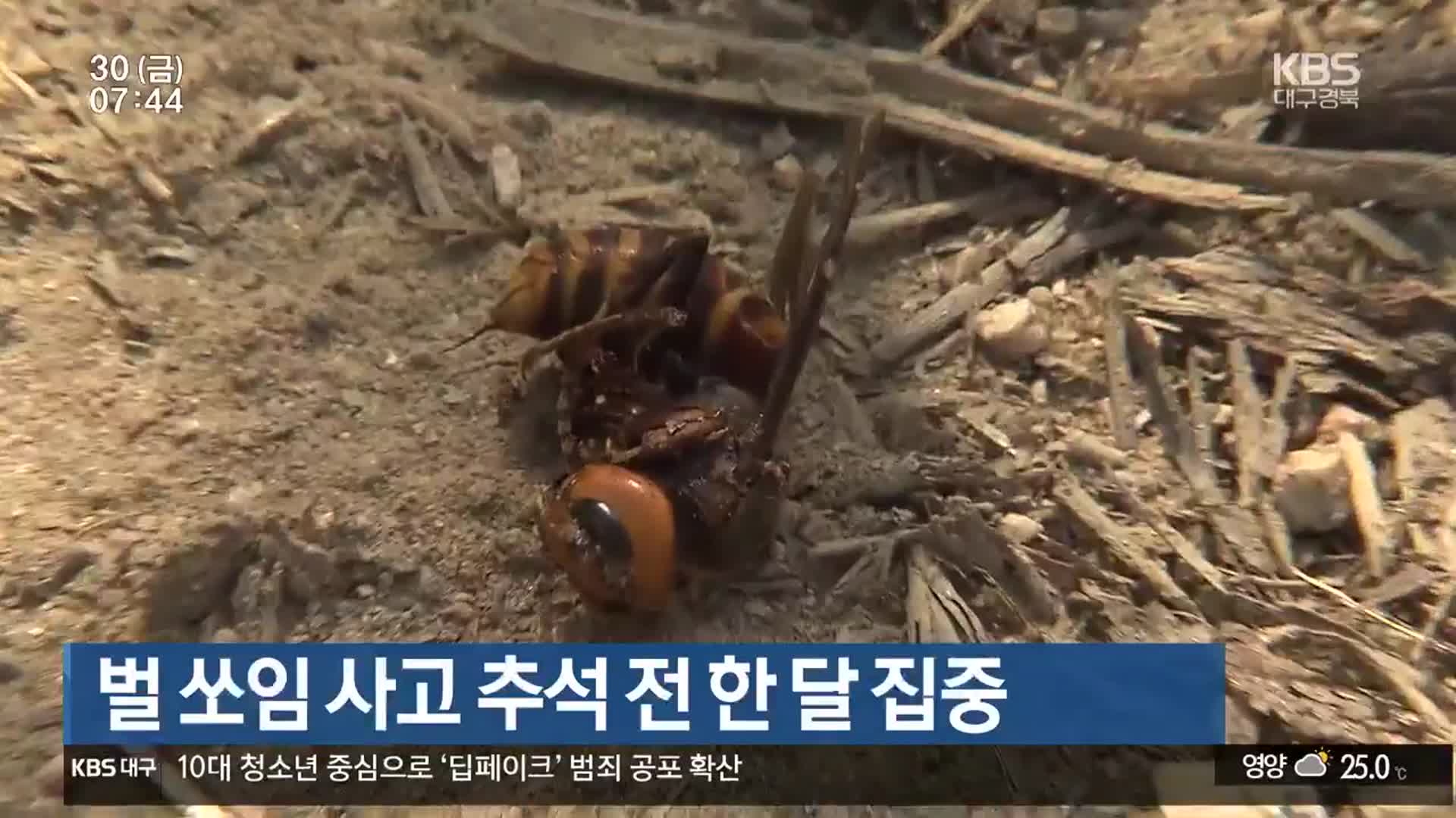 벌 쏘임 사고 추석 전 한 달 집중