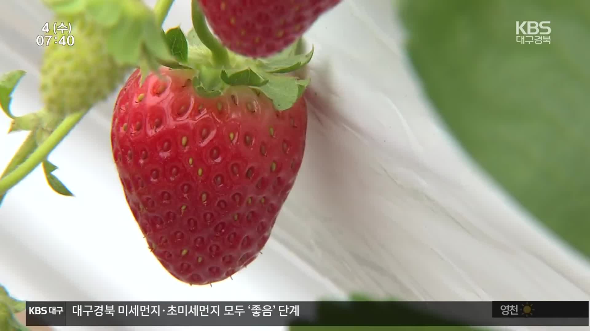 “1년 내내 생산”…영양 여름 딸기 재배 성공