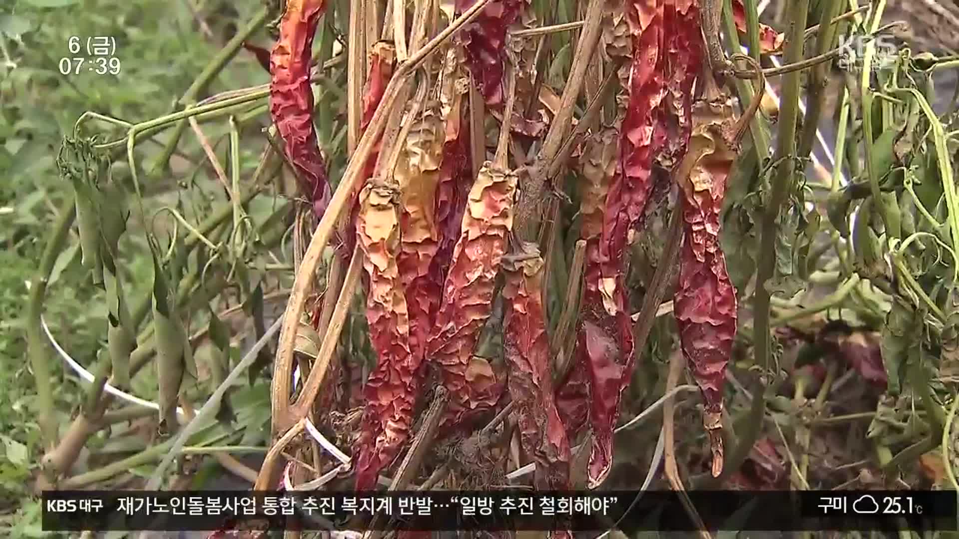 특별재난지역 선포돼도 ‘언발에 오줌 누기’