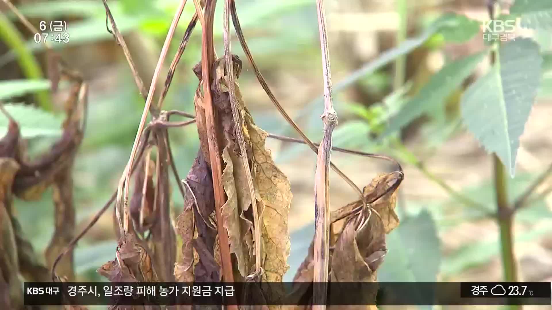 폭염·폭우에 농작물 작황 부진…농가 근심