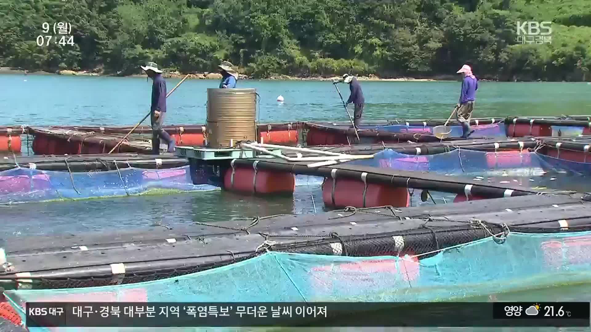 고수온 피해 ‘눈덩이’…너무 비싼 어민 재해보험