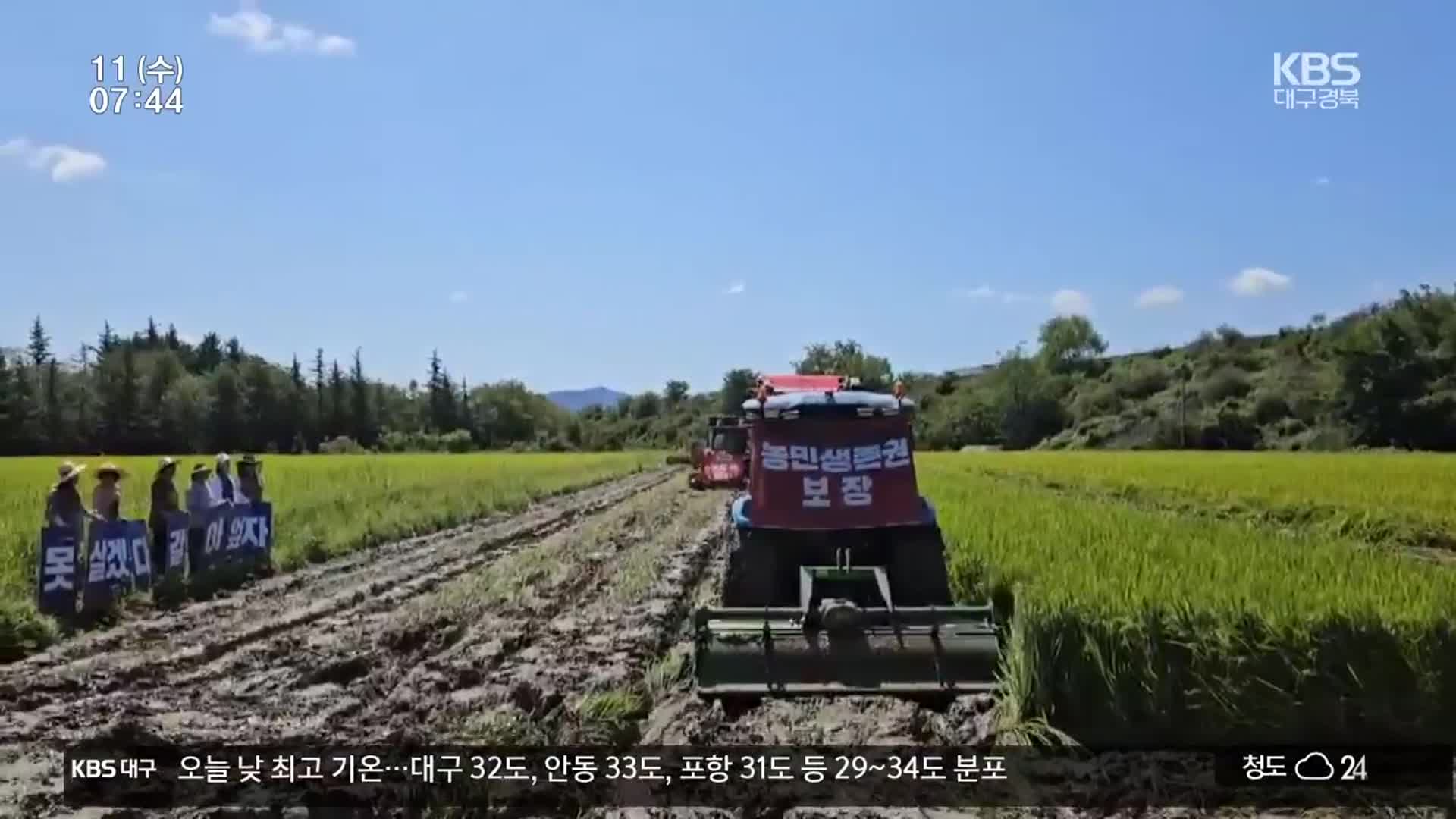 쌀 주산지 경북, 수확 앞두고 농민 ‘시름’