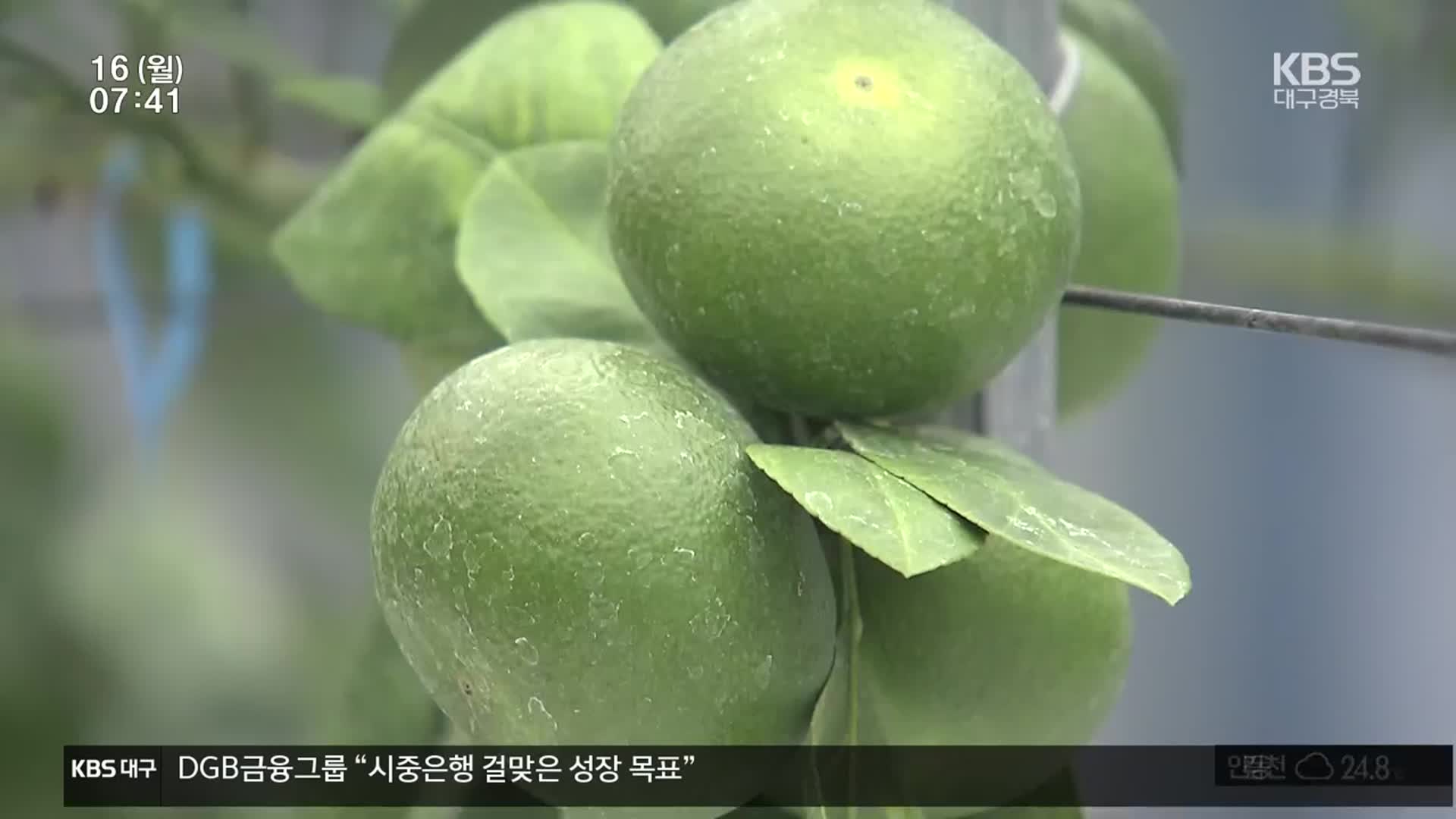 기후온난화…대구서도 밀감과 레몬 재배