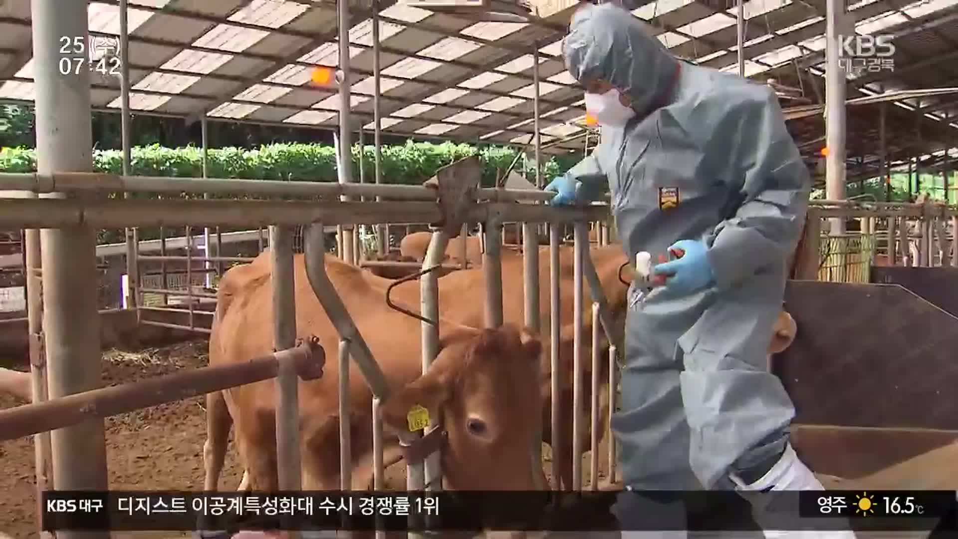 소 럼피스킨·돼지 열병…경북 축산농가 비상