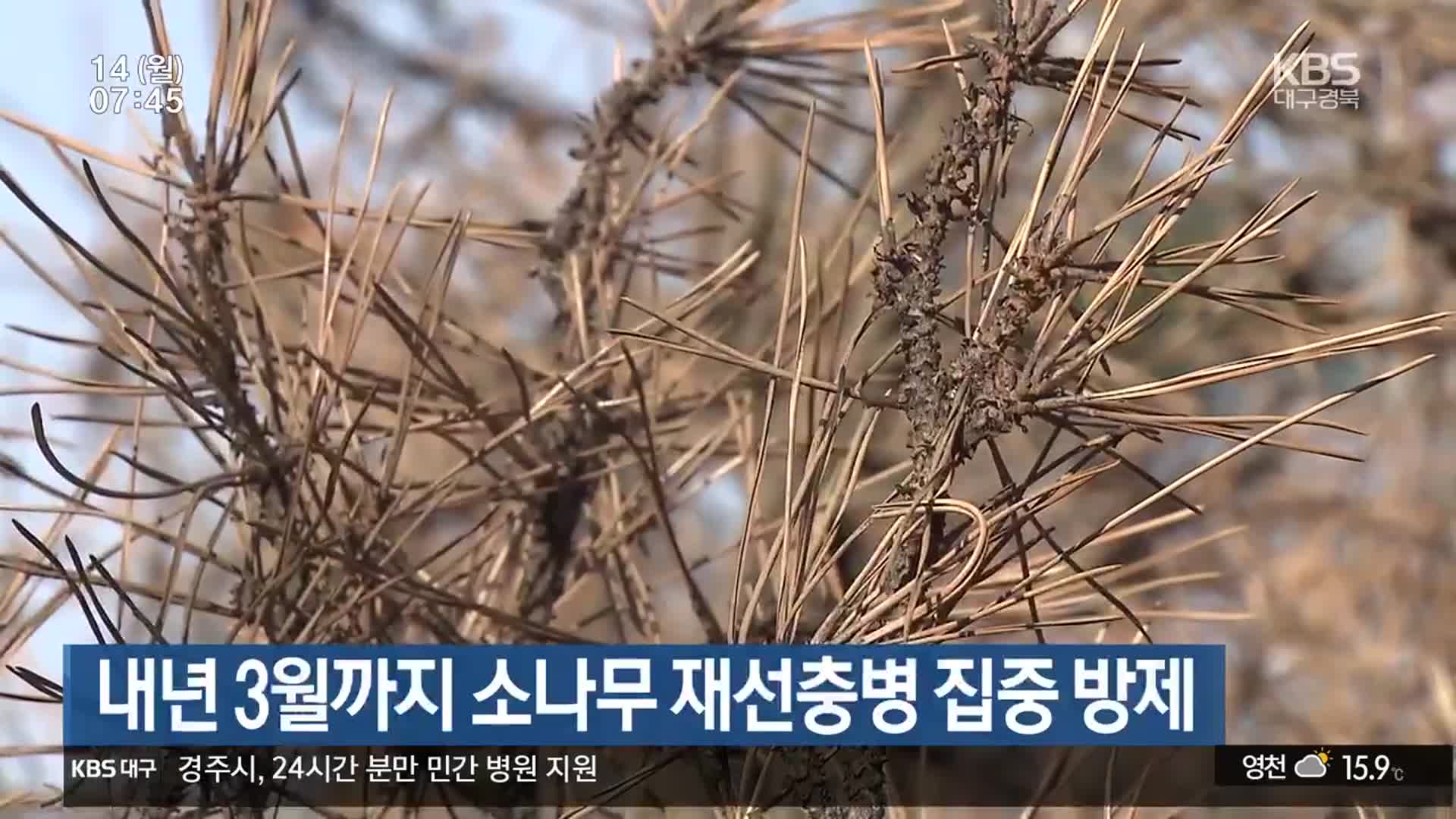 내년 3월까지 소나무 재선충병 집중 방제