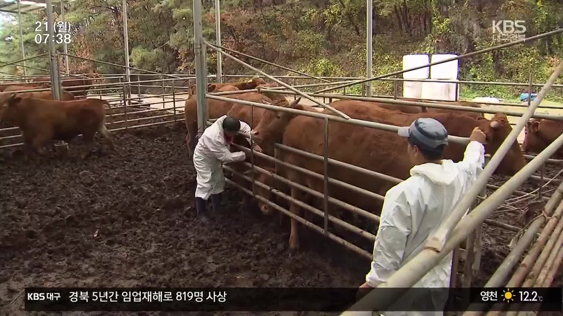 올해 경북 첫 럼피스킨 발생…한우 농가 비상