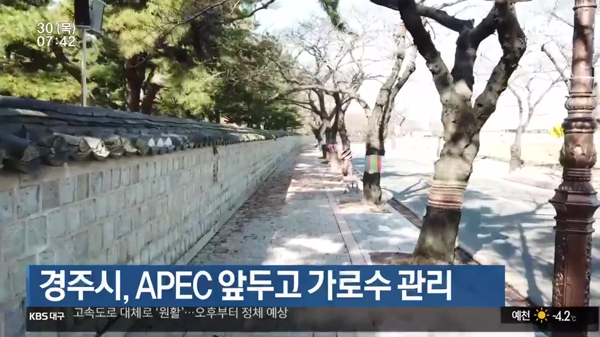 경주시, APEC 앞두고 가로수 관리