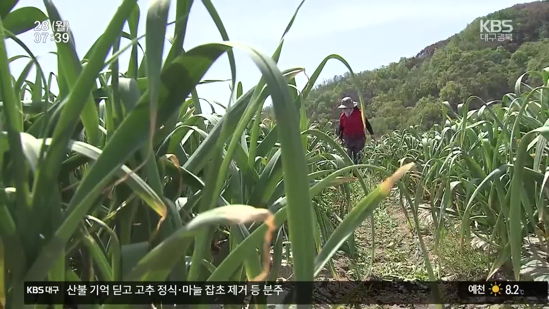 ‘화마 딛고 피우는 생명’…산불 피해 경북의 영농철