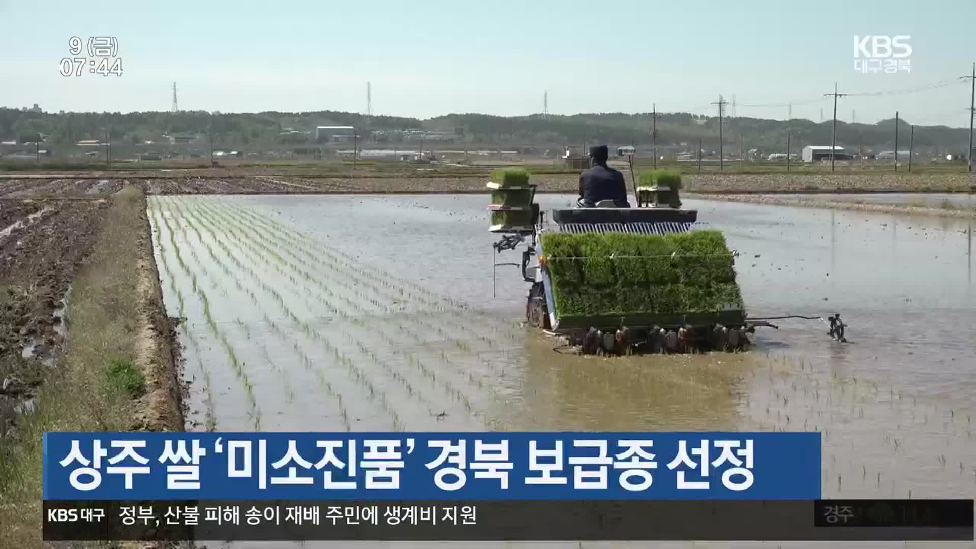 상주 쌀 ‘미소진품’ 경북 보급종 선정