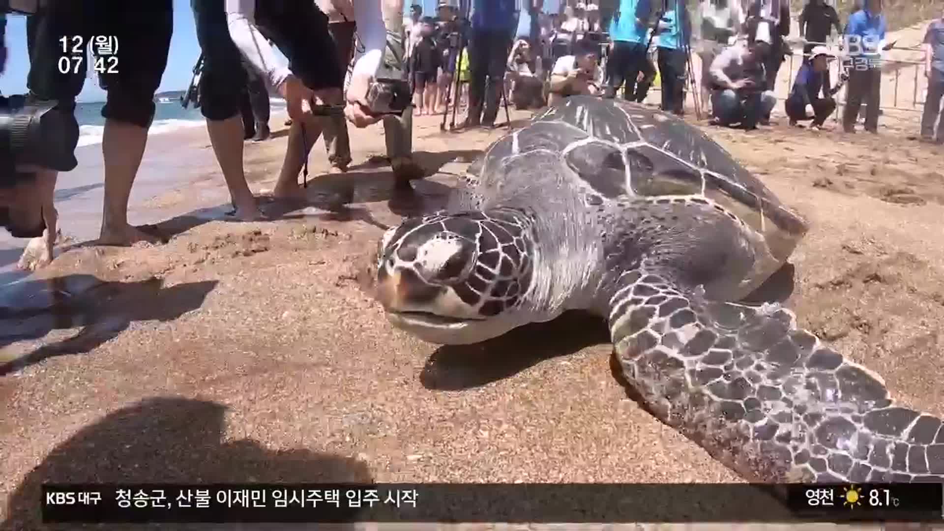 제주에서 죽는 바다거북, 대책은?